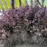 红花继木树苗庭院绿化工程红继木小苗绿篱笆常青红花檵木花苗