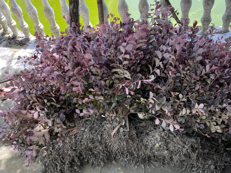 红花继木树苗庭院绿化工程红继木小苗绿篱笆常青红花檵木花苗