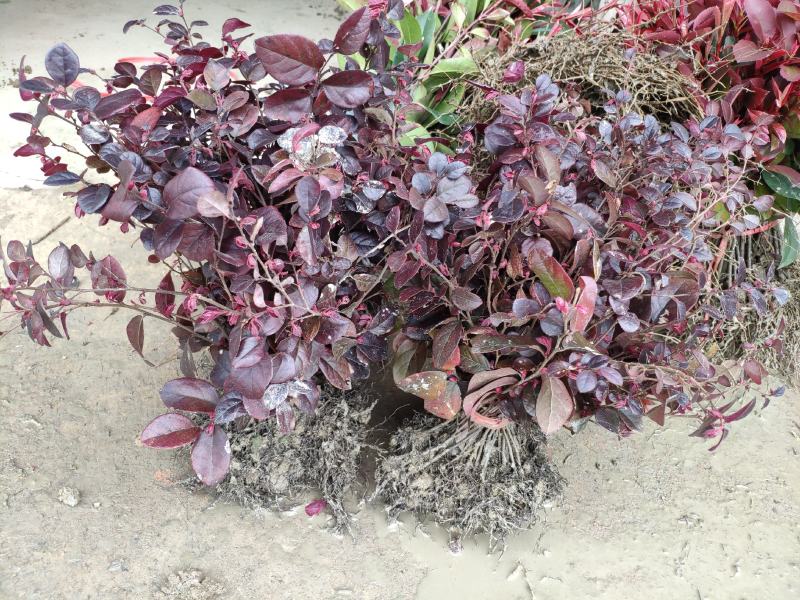 红花继木树苗庭院绿化工程红继木小苗绿篱笆常青红花檵木花苗