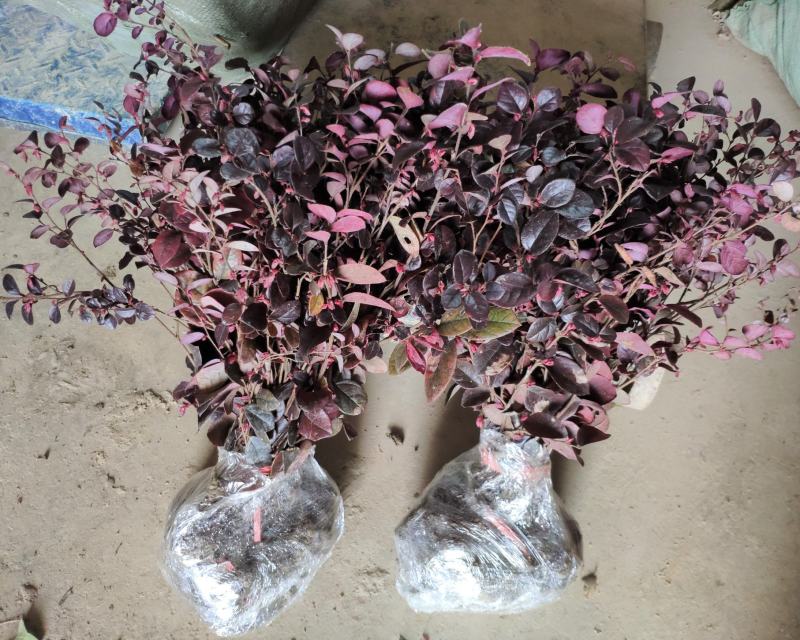 红花继木树苗庭院绿化工程红继木小苗绿篱笆常青红花檵木花苗