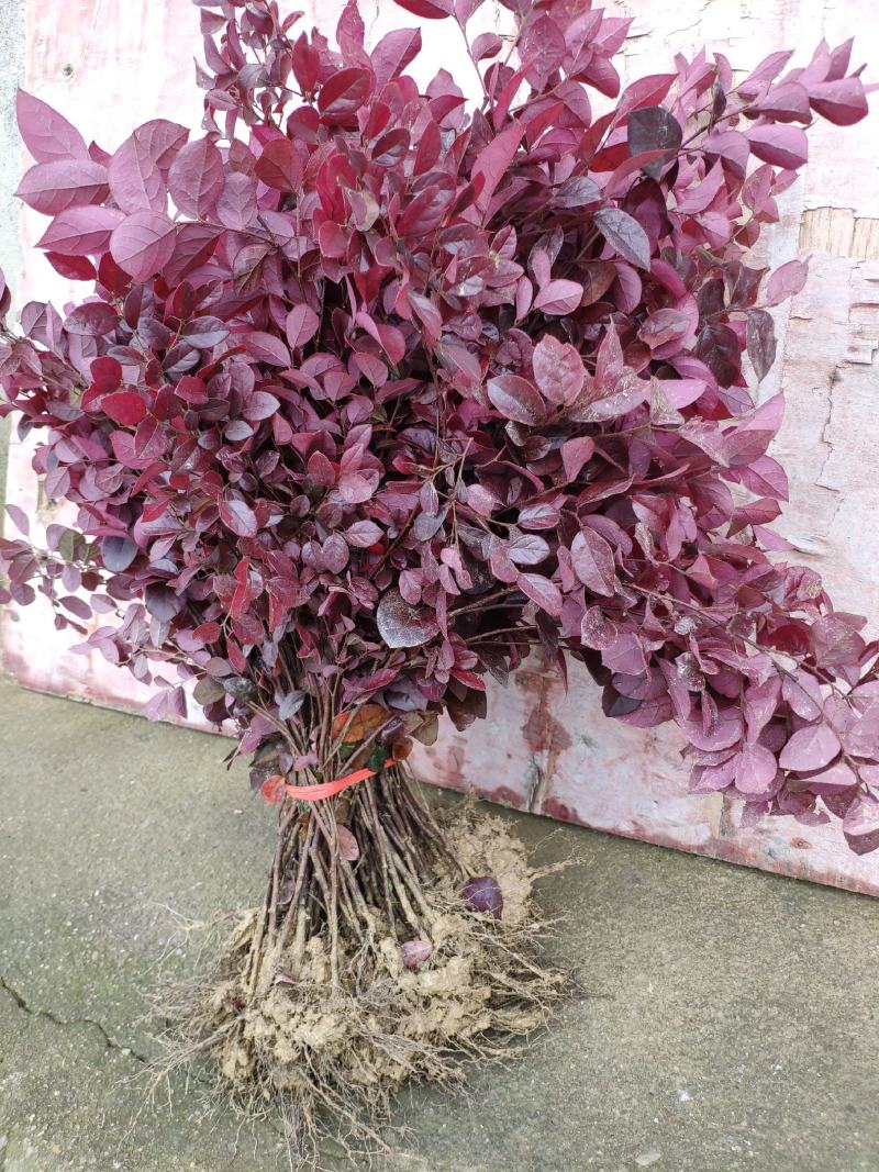 红花继木树苗庭院绿化工程红继木小苗绿篱笆常青红花檵木花苗
