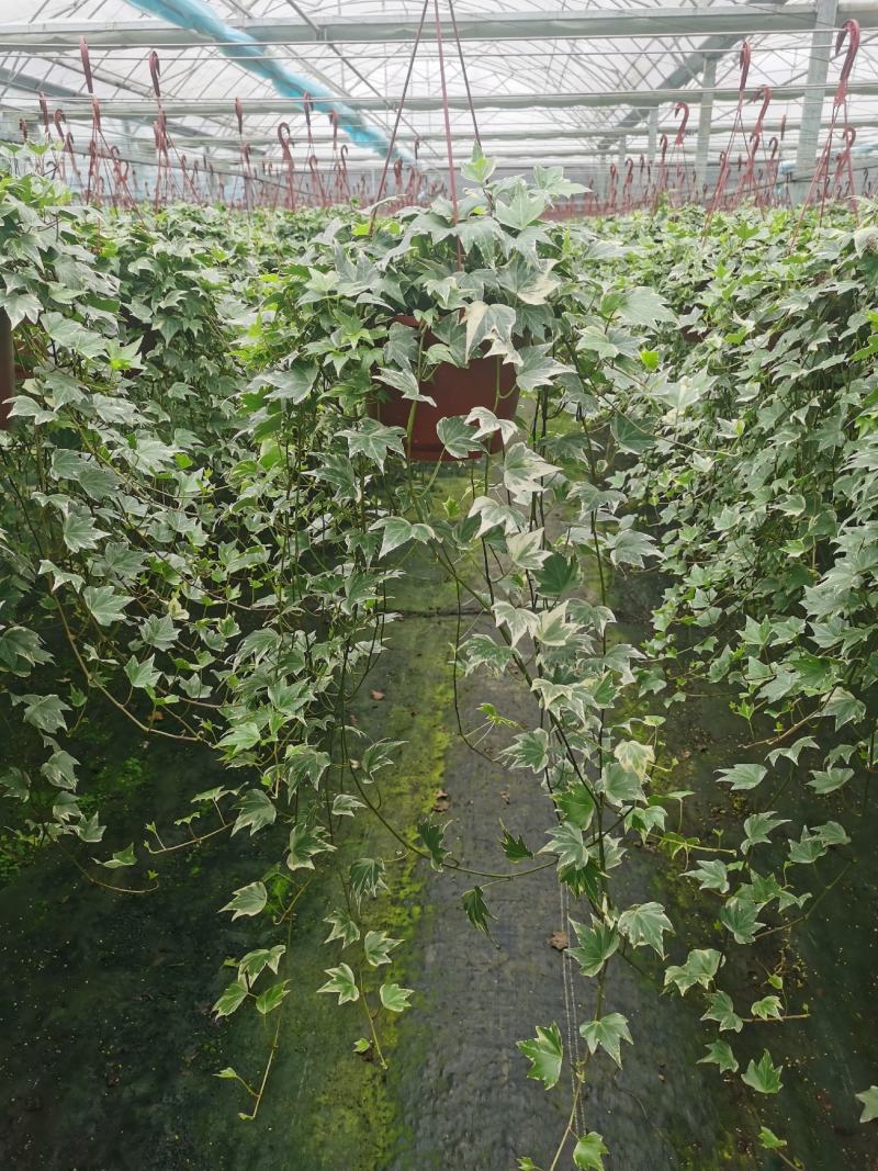 200花叶常春藤藤长80cm左右