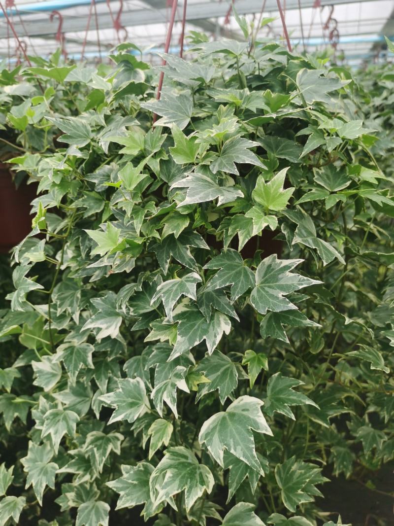 200花叶常春藤藤长80cm左右