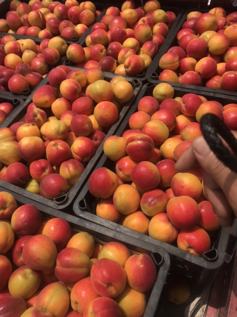 杏，以及各种水果开始大量上市，期待与您的合作。