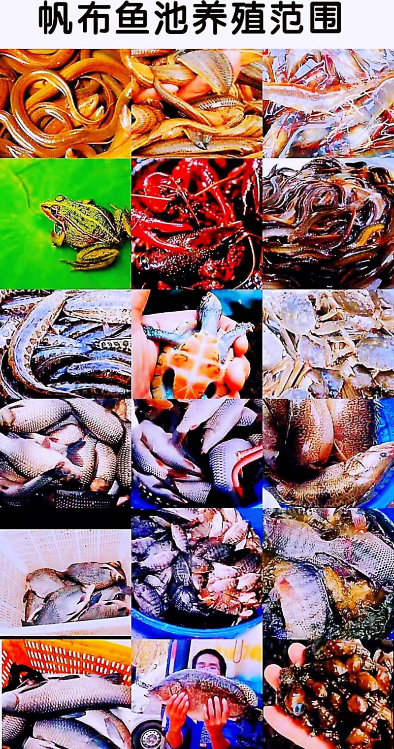 养殖帆布水池大棚鱼池加厚刀刮布水池水蛭龙虾对虾锦鲤鱼水箱