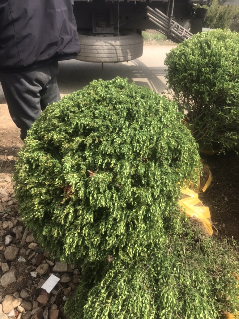 黄杨球