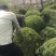 黄杨球