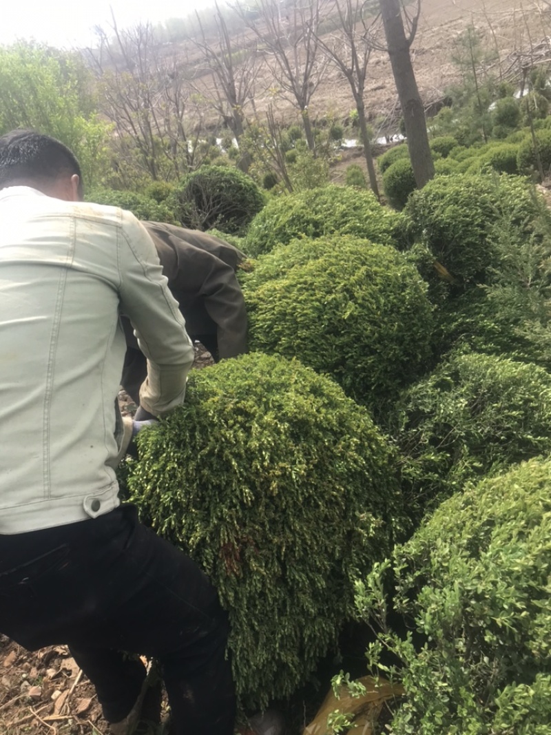 黄杨球