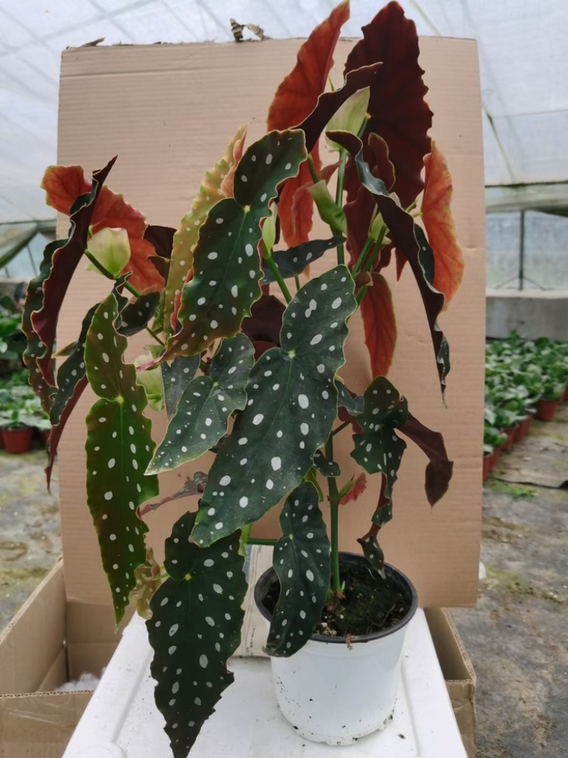 鳟鱼秋海棠网红同款ins观叶植物室内绿植卧室花卉基地发