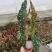 鳟鱼秋海棠网红同款ins观叶植物室内绿植卧室花卉基地发
