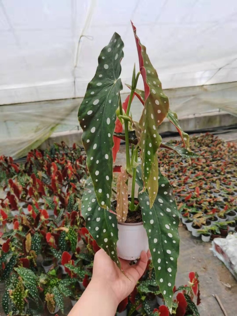 鳟鱼秋海棠网红同款ins观叶植物室内绿植卧室花卉基地发
