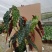 鳟鱼秋海棠网红同款ins观叶植物室内绿植卧室花卉基地发