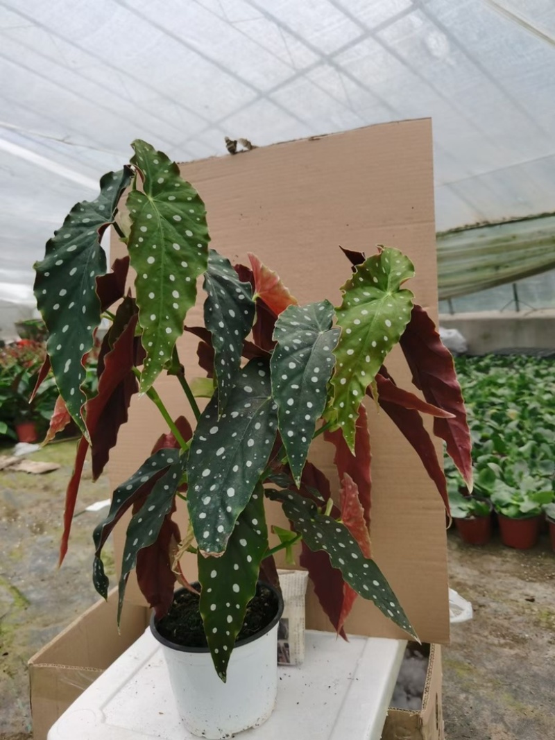 鳟鱼秋海棠网红同款ins观叶植物室内绿植卧室花卉基地发