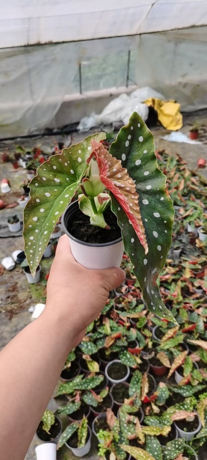 鳟鱼秋海棠网红同款ins观叶植物室内绿植卧室花卉基地发
