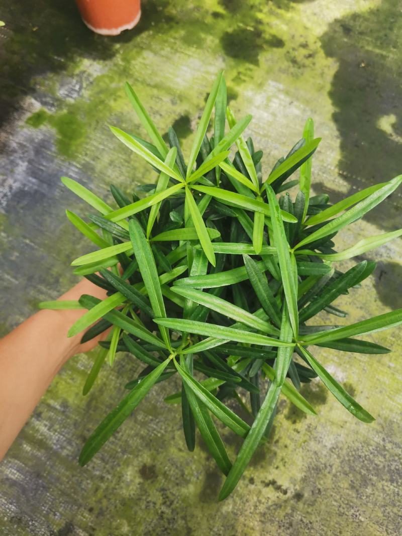 罗汉松盆景大树苗水养植物迎客松室内桌面小盆栽阳台庭院四季