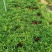 罗汉松盆景大树苗水养植物迎客松室内桌面小盆栽阳台庭院四季