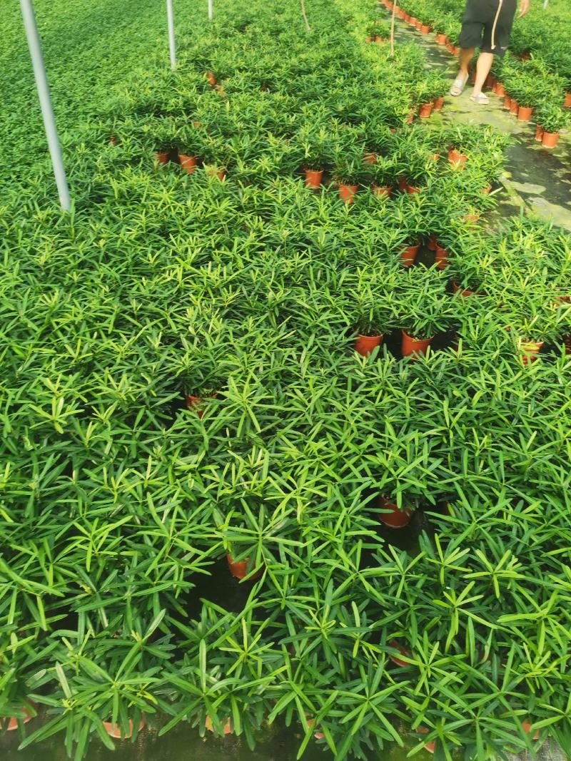 罗汉松盆景大树苗水养植物迎客松室内桌面小盆栽阳台庭院四季