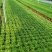 罗汉松盆景大树苗水养植物迎客松室内桌面小盆栽阳台庭院四季