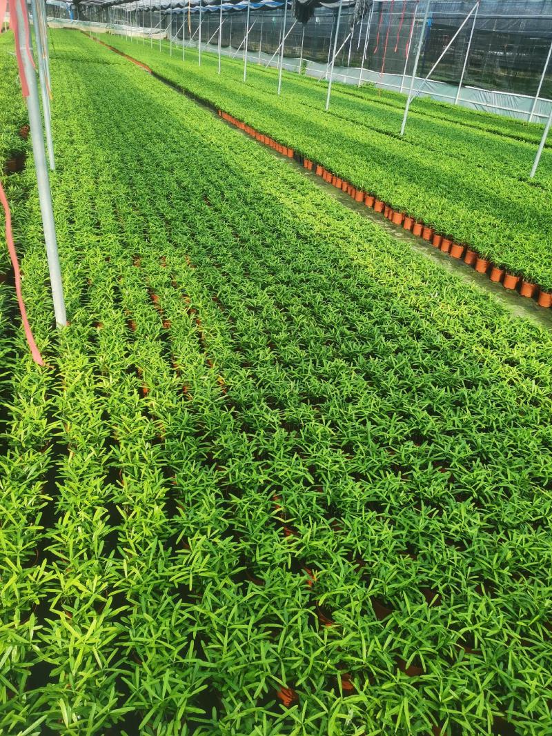 罗汉松盆景大树苗水养植物迎客松室内桌面小盆栽阳台庭院四季