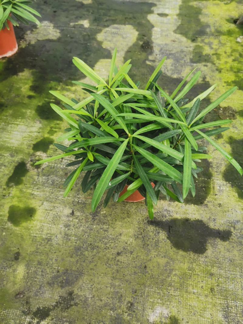 罗汉松盆景大树苗水养植物迎客松室内桌面小盆栽阳台庭院四季