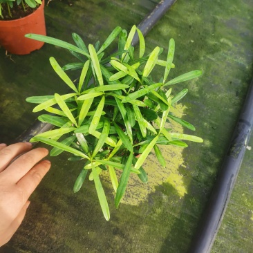 罗汉松盆景大树苗水养植物迎客松室内桌面小盆栽阳台庭院四季