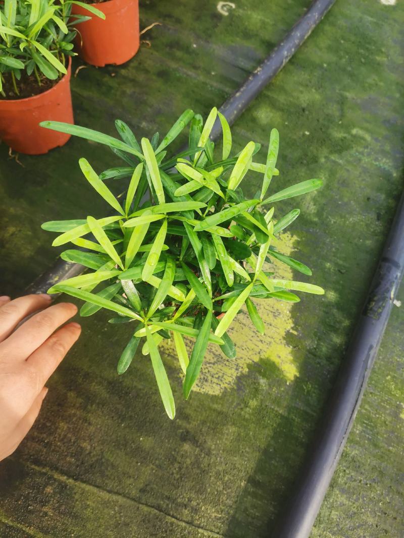 罗汉松盆景大树苗水养植物迎客松室内桌面小盆栽阳台庭院四季