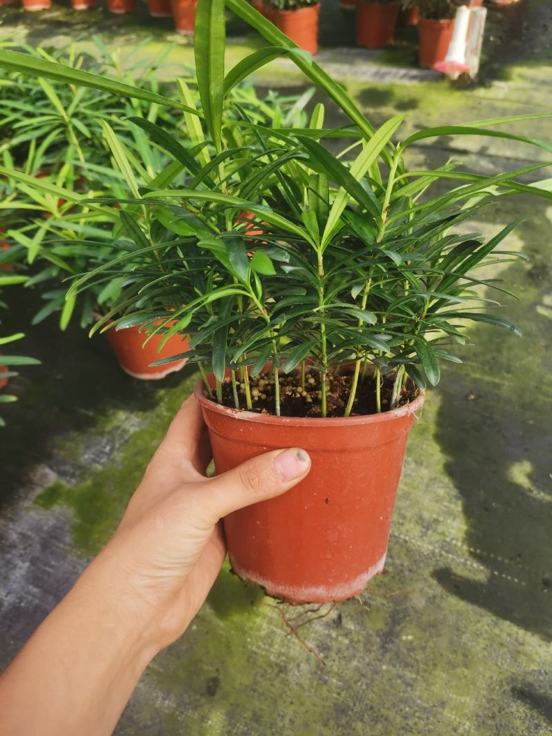 罗汉松盆景大树苗水养植物迎客松室内桌面小盆栽阳台庭院四季