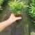罗汉松盆景大树苗水养植物迎客松室内桌面小盆栽阳台庭院四季