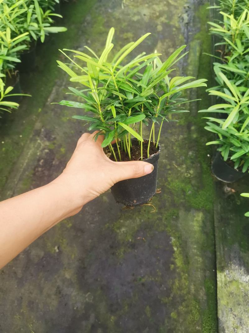 罗汉松盆景大树苗水养植物迎客松室内桌面小盆栽阳台庭院四季