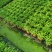 罗汉松盆景大树苗水养植物迎客松室内桌面小盆栽阳台庭院四季