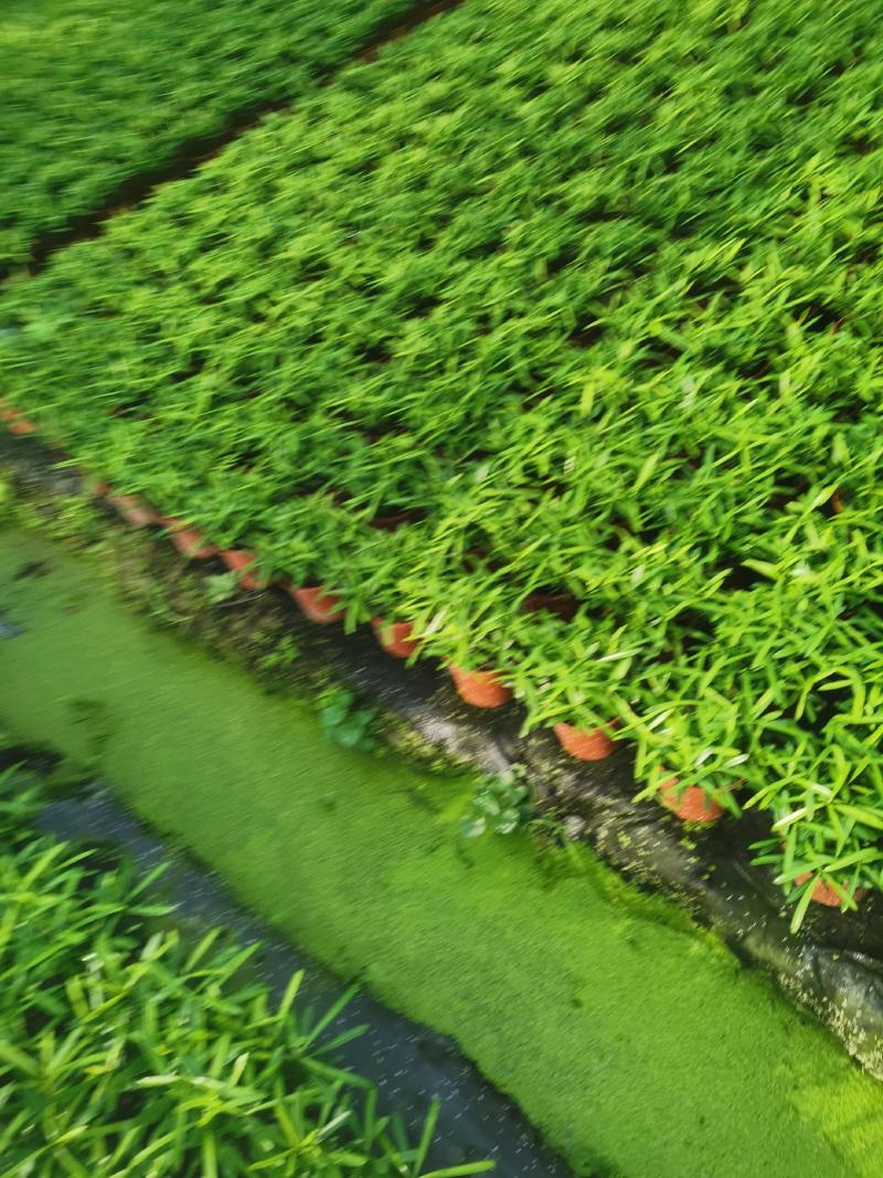 罗汉松盆景大树苗水养植物迎客松室内桌面小盆栽阳台庭院四季