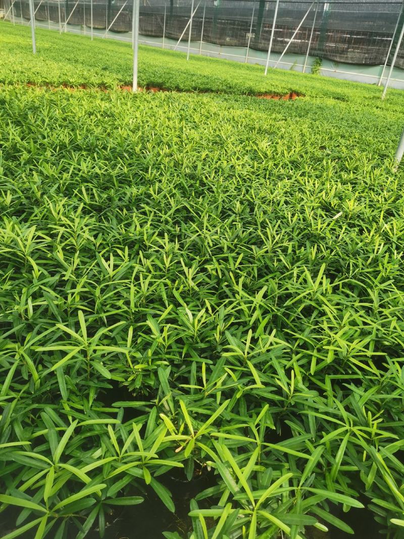 罗汉松盆景大树苗水养植物迎客松室内桌面小盆栽阳台庭院四季