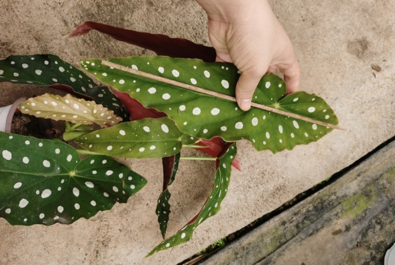 鳟鱼秋海棠网红同款ins观叶植物室内绿植卧室花卉基地发