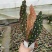 鳟鱼秋海棠网红同款ins观叶植物室内绿植卧室花卉基地发