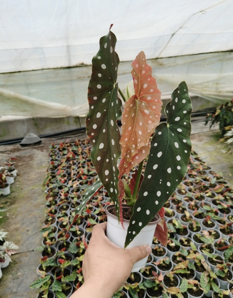 鳟鱼秋海棠网红同款ins观叶植物室内绿植卧室花卉基地发