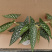 白冰秋海棠小苗网红ins观叶绿植室内花卉绿植净化空气