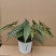 白冰秋海棠小苗网红ins观叶绿植室内花卉绿植净化空气
