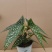 白冰秋海棠小苗网红ins观叶绿植室内花卉绿植净化空气