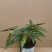 白冰秋海棠小苗网红ins观叶绿植室内花卉绿植净化空气