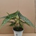 白冰秋海棠小苗网红ins观叶绿植室内花卉绿植净化空气