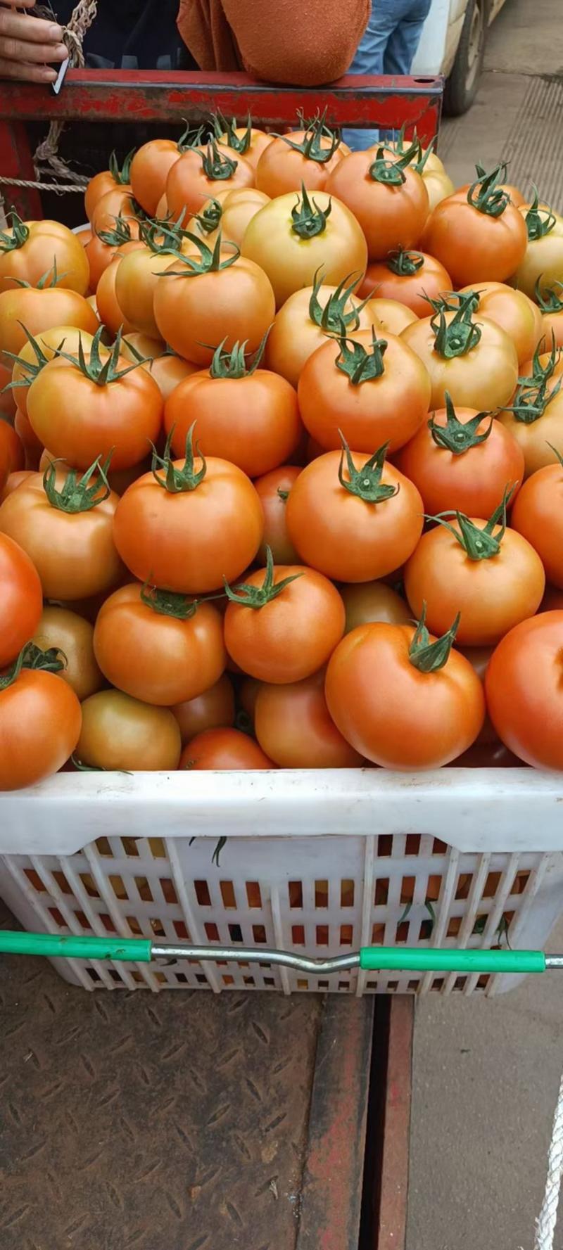 精品大红西红柿大果小果番茄电商超市档口现摘现发