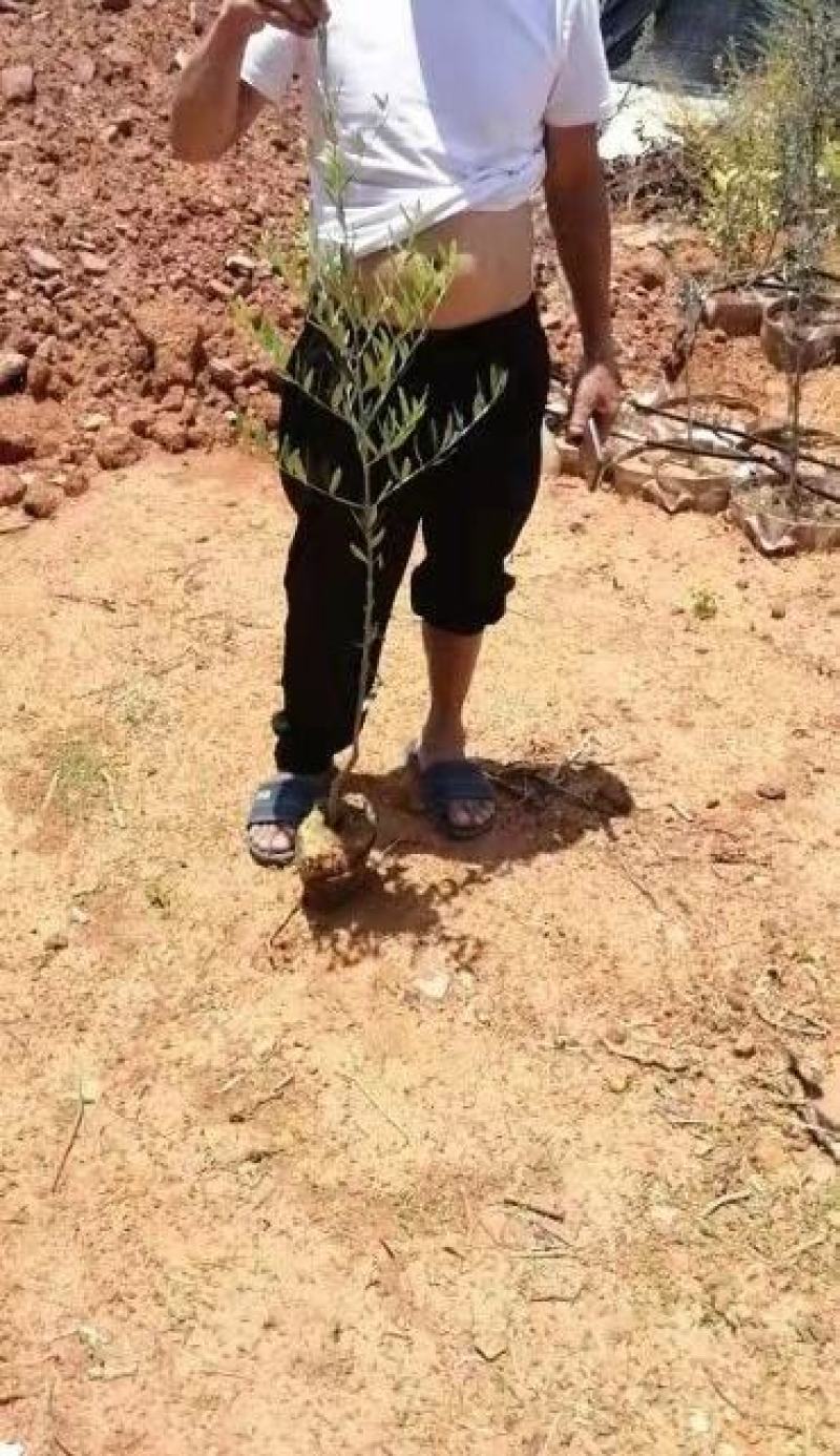 精品油橄榄苗基地直供（各种规格要求都有）