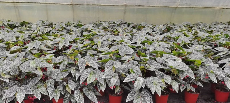 富士山秋海棠网红同款ins观叶植物室内绿植基地直发