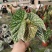 富士山秋海棠网红同款ins观叶植物室内绿植基地直发