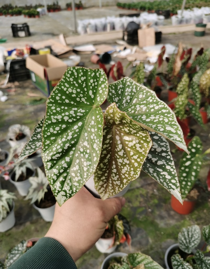 富士山秋海棠网红同款ins观叶植物室内绿植基地直发