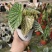 富士山秋海棠网红同款ins观叶植物室内绿植基地直发