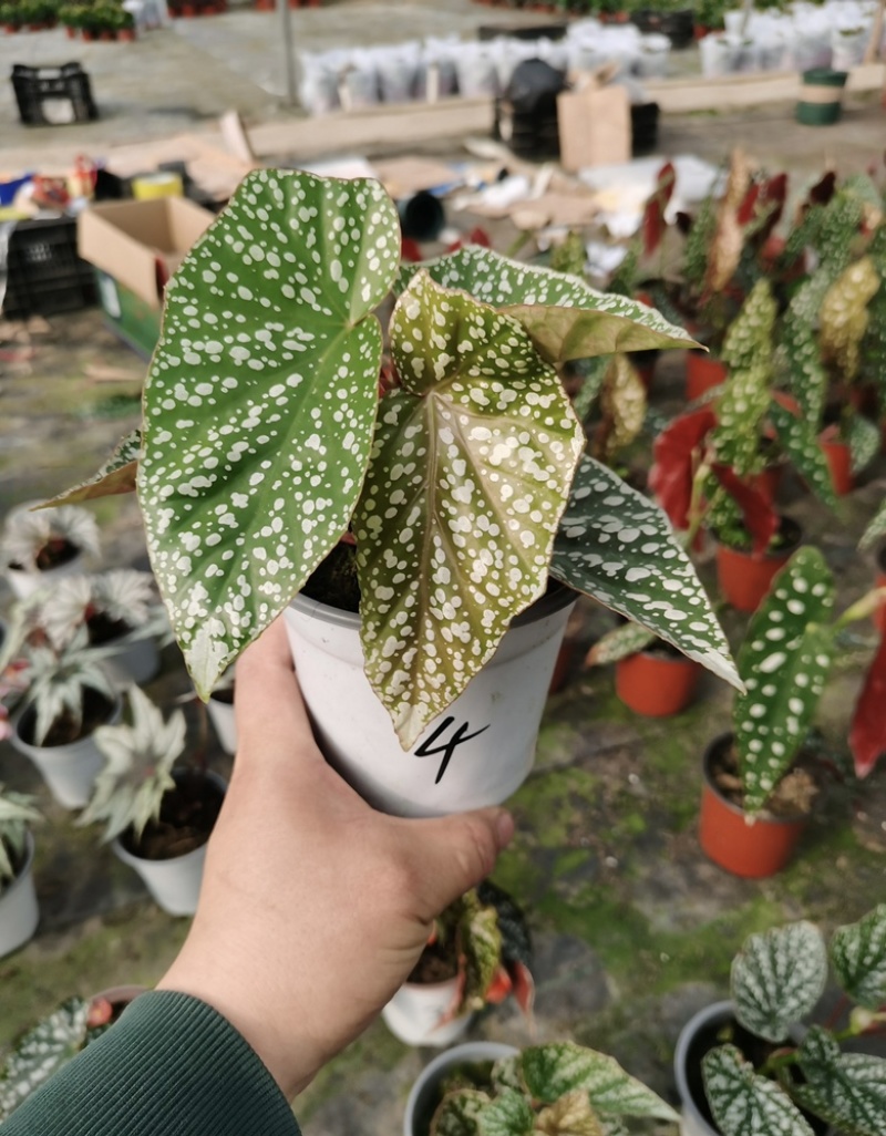 富士山秋海棠网红同款ins观叶植物室内绿植基地直发
