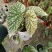 富士山秋海棠网红同款ins观叶植物室内绿植基地直发