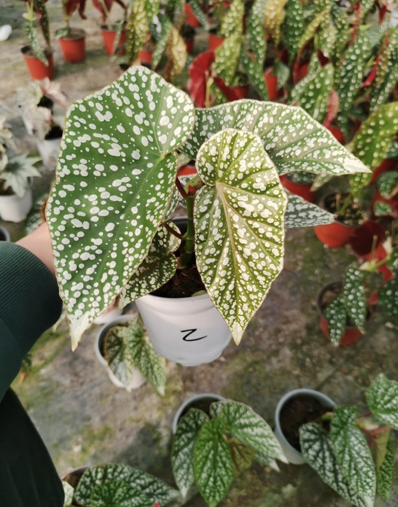 富士山秋海棠网红同款ins观叶植物室内绿植基地直发