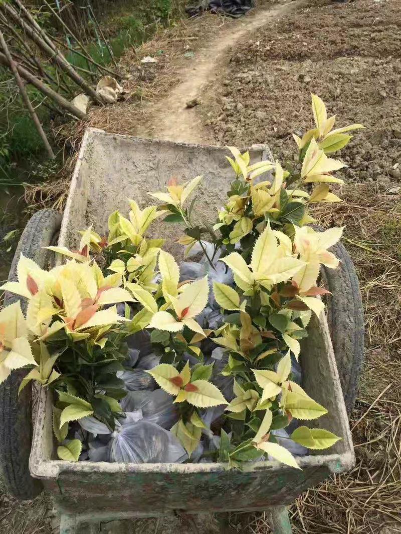 珍珠彩叶桂桂花树苗庭院园林绿化花卉学校室外花坛浓香型苗木